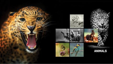 تصاویر لاج فرمت VOL.01